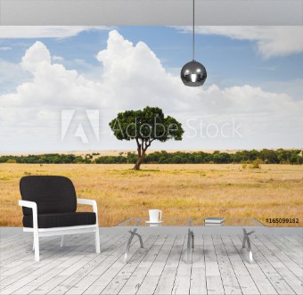 Picture of Acacia tree in savannah at africa